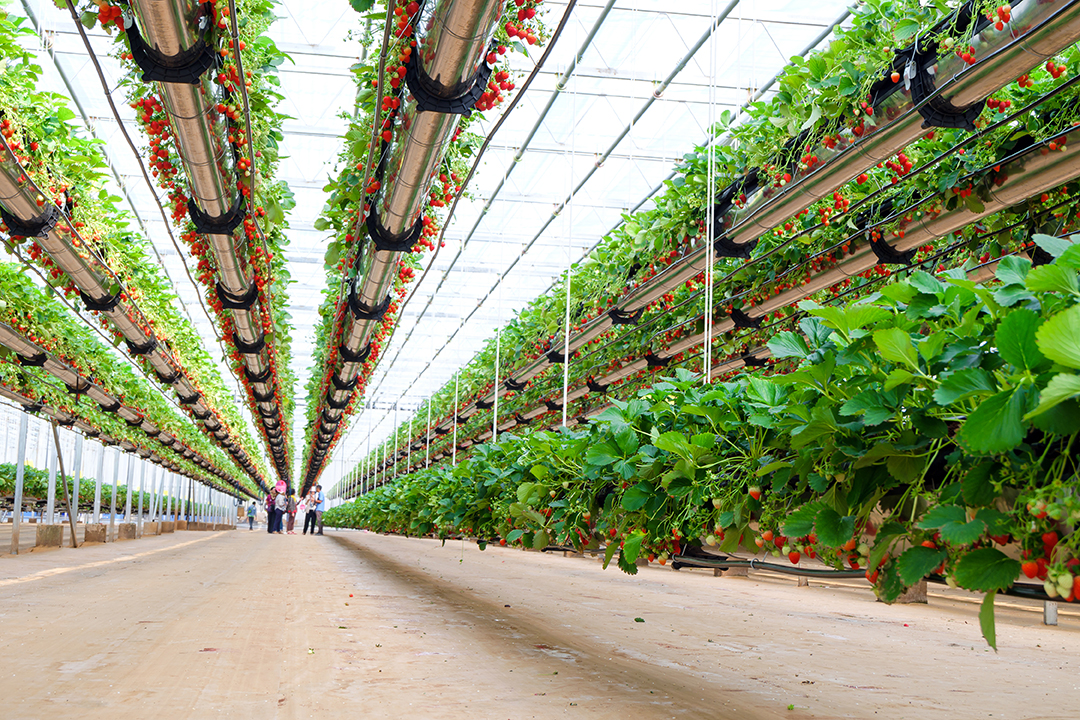Image of an indoor growing facility for Agricultural and Natural Manufacturing Technology blog post