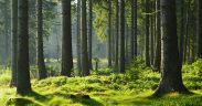 Image of sunlit forest used as header for What If Consumers Took More Extreme Measures to Help Drive Sustainable Behaviour blog post