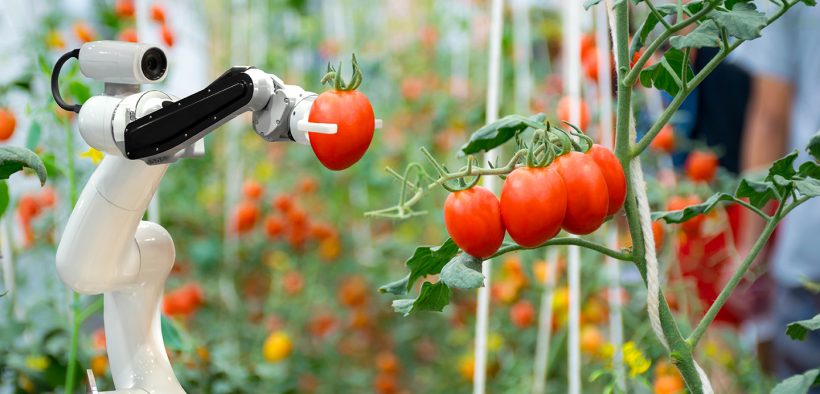 Robot picking tomatoes in a greenhouse