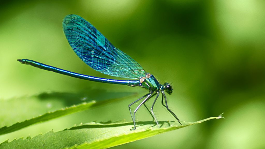 A dragonfly on a leaf with a circuitboard pattern on its wings.