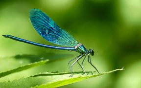 A dragonfly on a leaf with a circuitboard pattern on its wings.